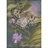 Rice Paper Butterfly (Aida 18ct)