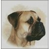 Bullmastiff (předloha)