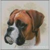 Boxer (předloha)