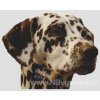 IC25951-(000-415) Liver Dalmatian (předloha)