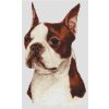 IC8449-(034-034) Red & White Boston Terrier (předloha)