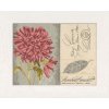 ART-L-35035 Chrysantéma