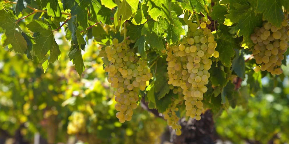 Arneis: skrytý poklad