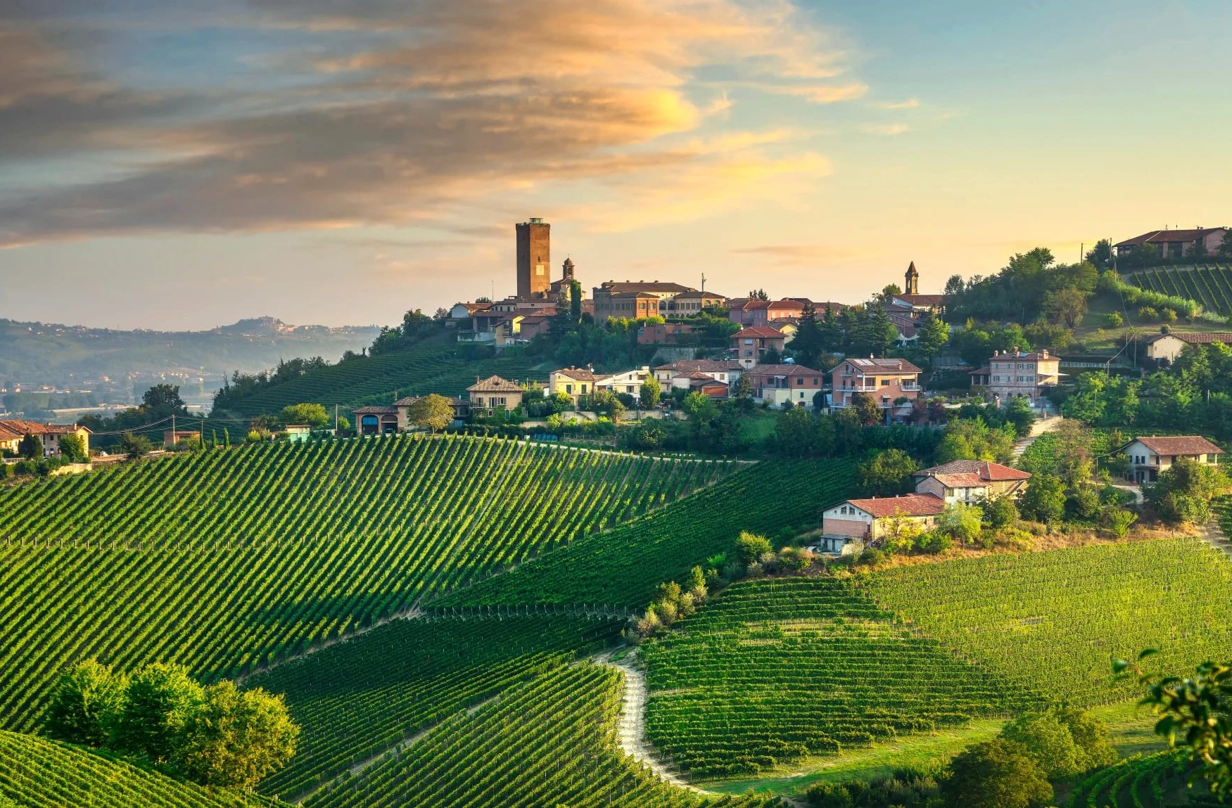 Barbaresco elegance Nebbiola