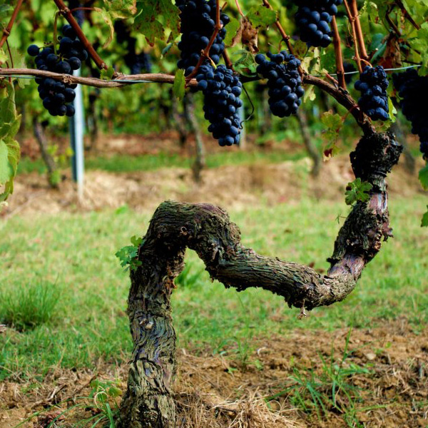 Jak věk keřů formuje víno