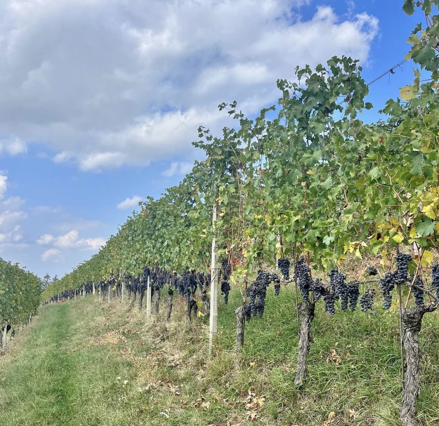 Avene vinohrad