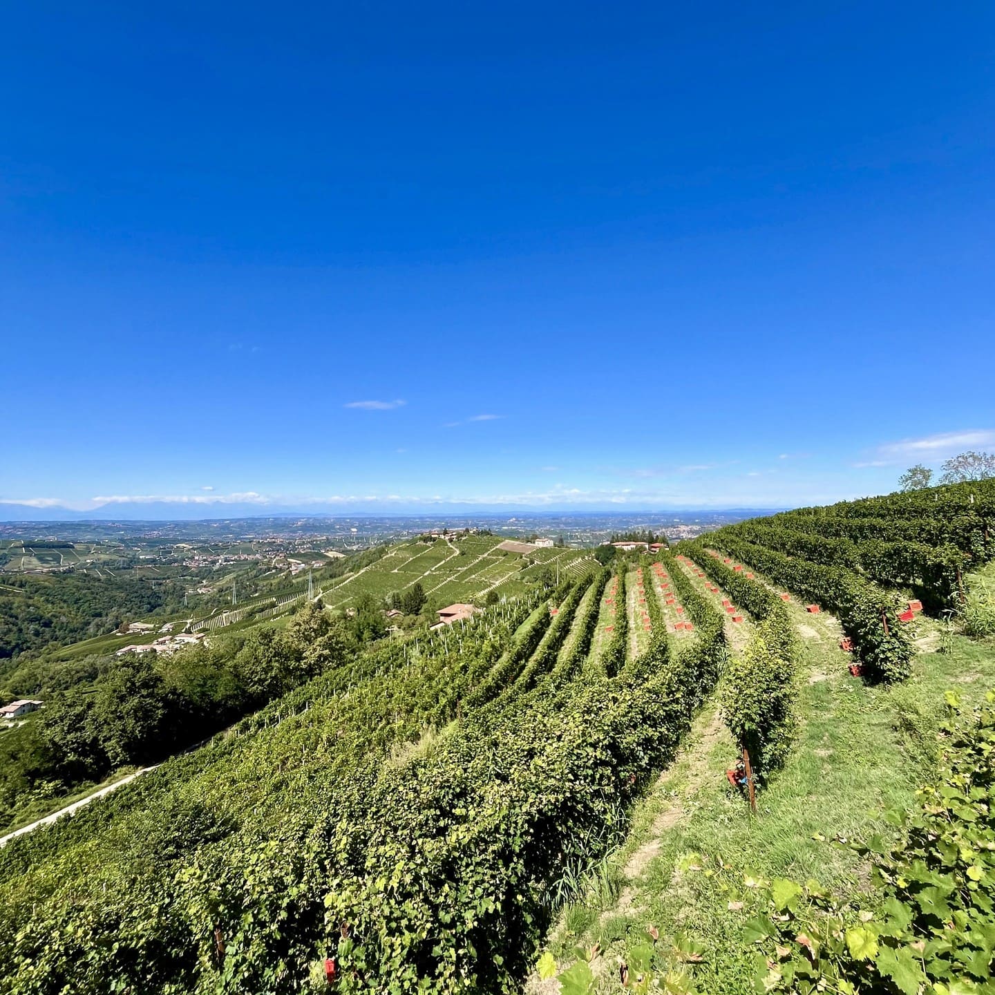 Jemné perlení Moscato d’Asti ve sklenici