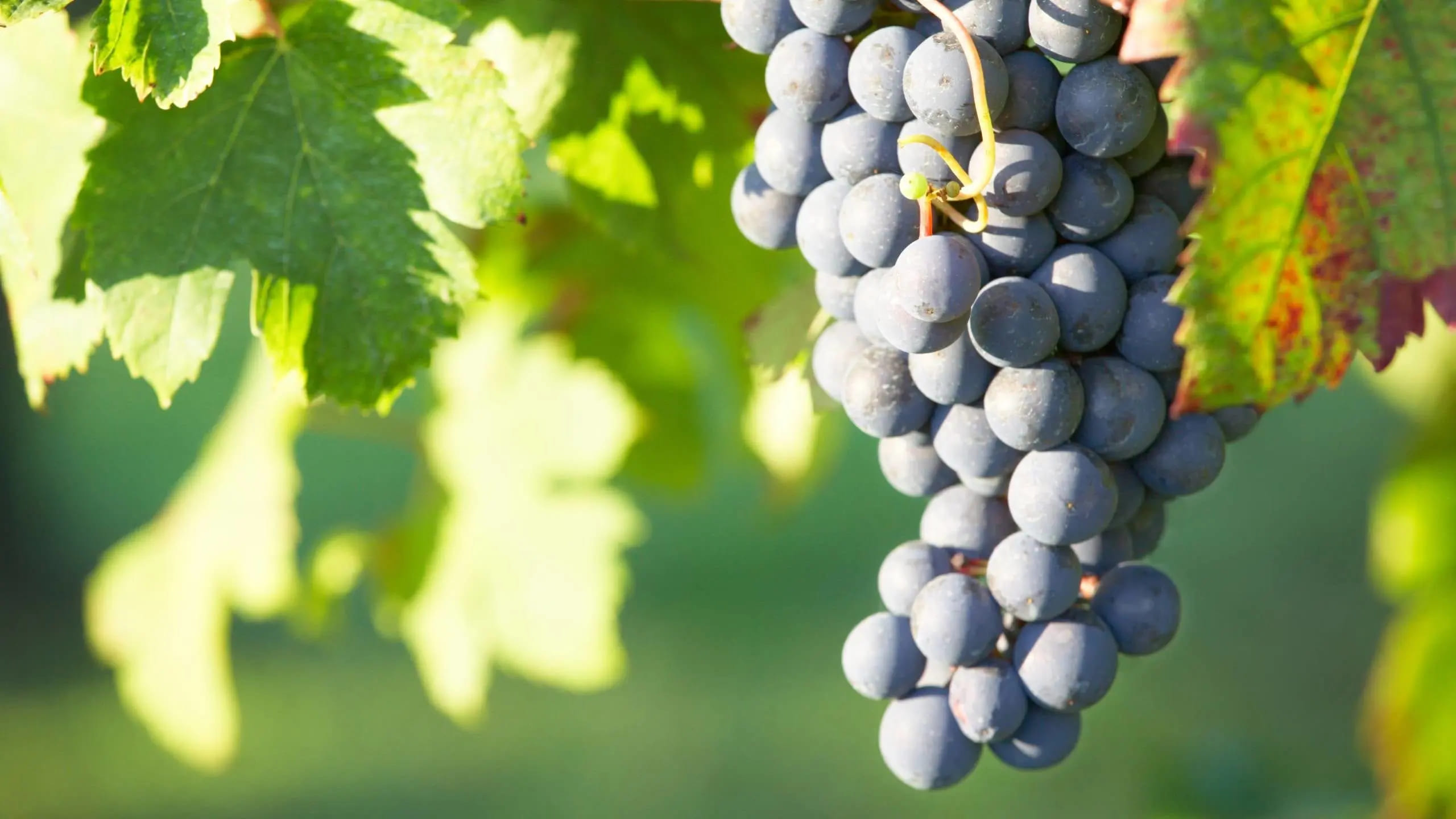 Nebbiolo a Barbera – pijákům rosé známé i z červených piemontských vín