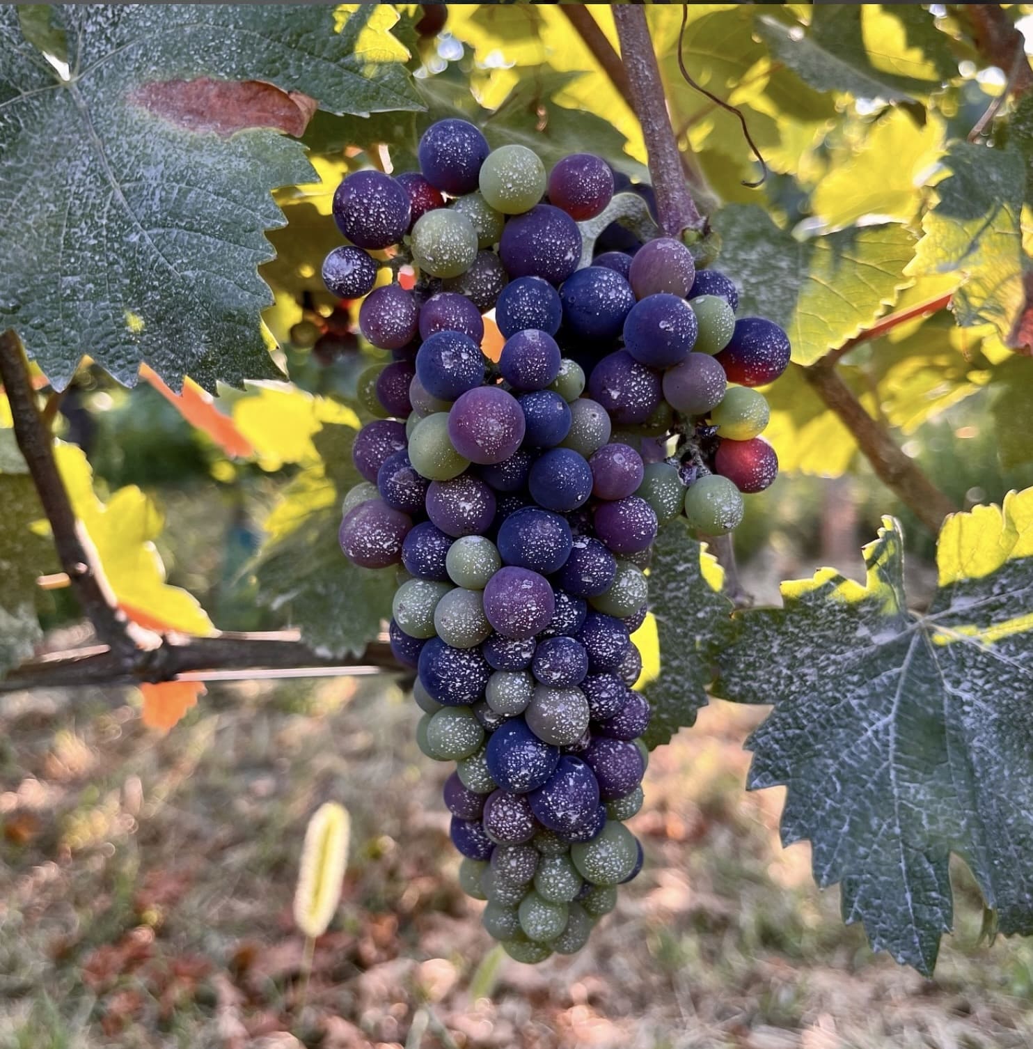 Hrozen Pinot Nero