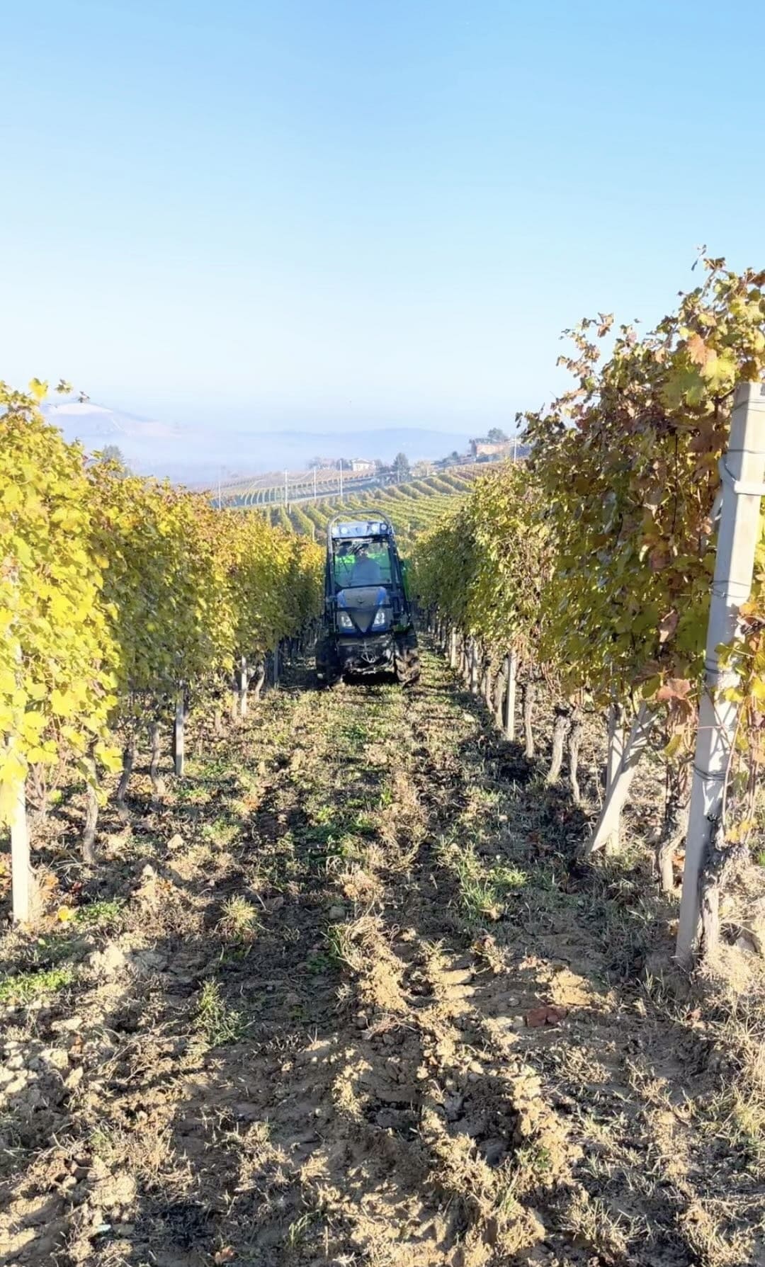 Láhev Langhe Arneis „Aurelia“ ve vinici