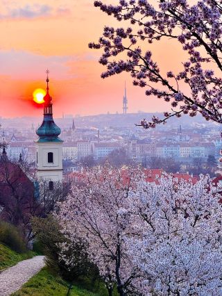 23. 3. 2026 / Seminářská zahrada / Petřín / Praha 🤍 Dnešní východ slunce a nádherně kvetoucí mandloně... Seminary Garden /...