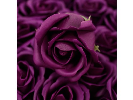 Růže tmavě fialová