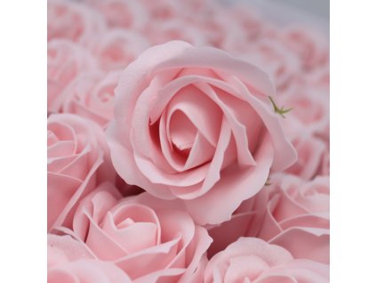 Růže světle růžová