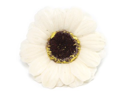 Slunečnice krémová malá