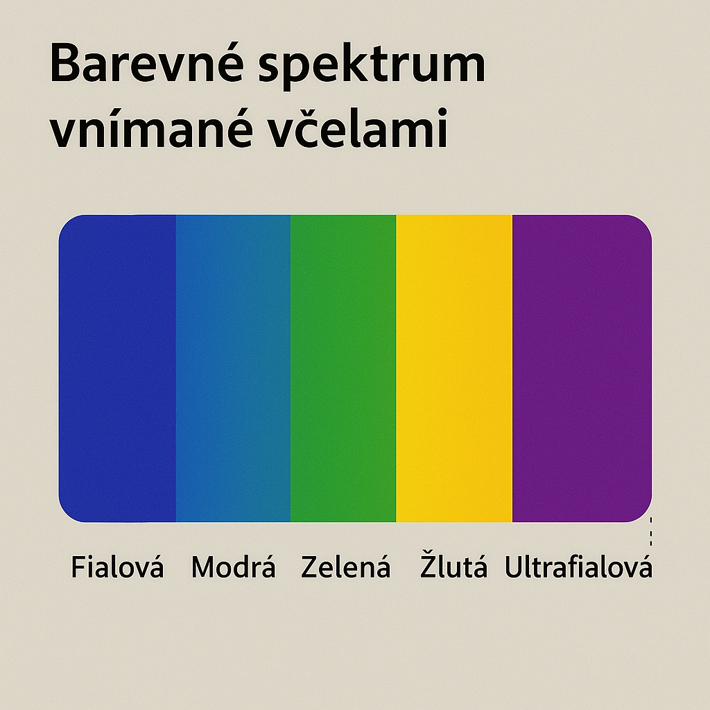 Vnímání barev u včel