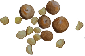 nu-skin-epoch-baobab-body-butter-ingredients-macadamia-nut-product-picture-301x196-a296327