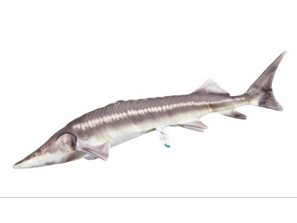 Jeseter Sterlet 60cm