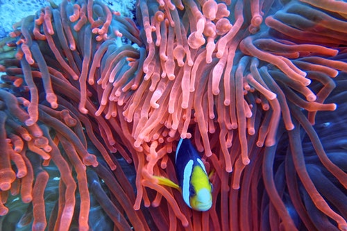 Barva roku 2019 je i pro nehty korálová