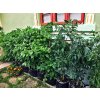 chili grow bags