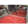 Farm Image Burundi Gakenke (800px) (1)