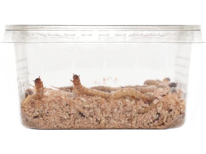 Červ Potemník Zophobas v krabičce