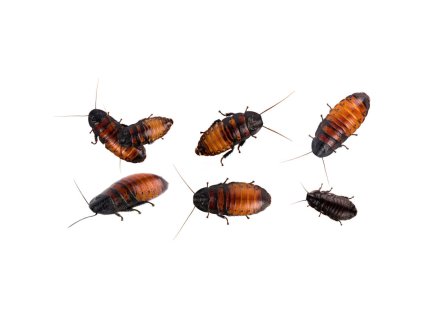 Šváb argentiský v krabičce