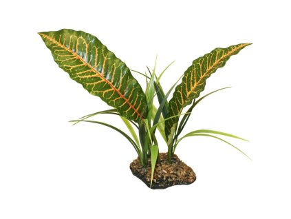 Komodo trs tropických rostlin Tropical