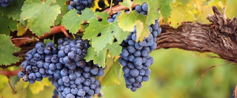 Druhy přívlastkových vín