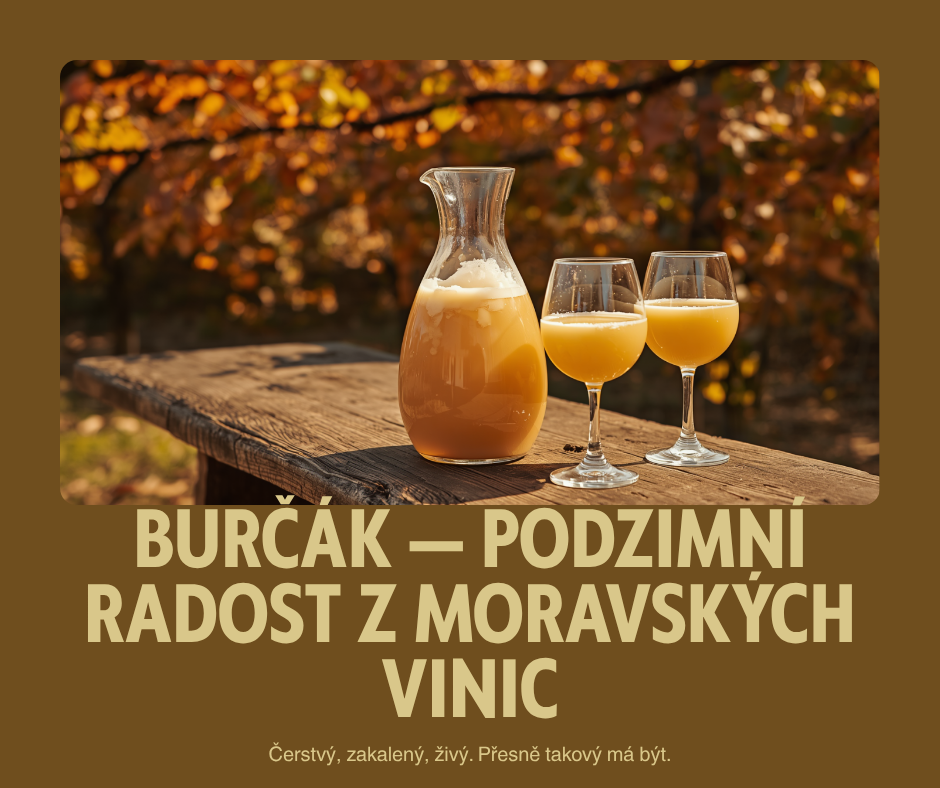Burčák: co to je, jak se vyrábí a proč stojí za to koupit ho od moravského vinaře