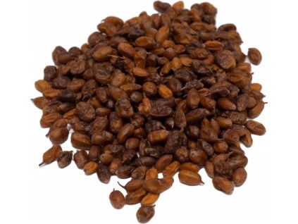 rakytník
