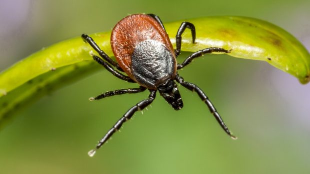 B-komplex jako prevence proti klíšťatům