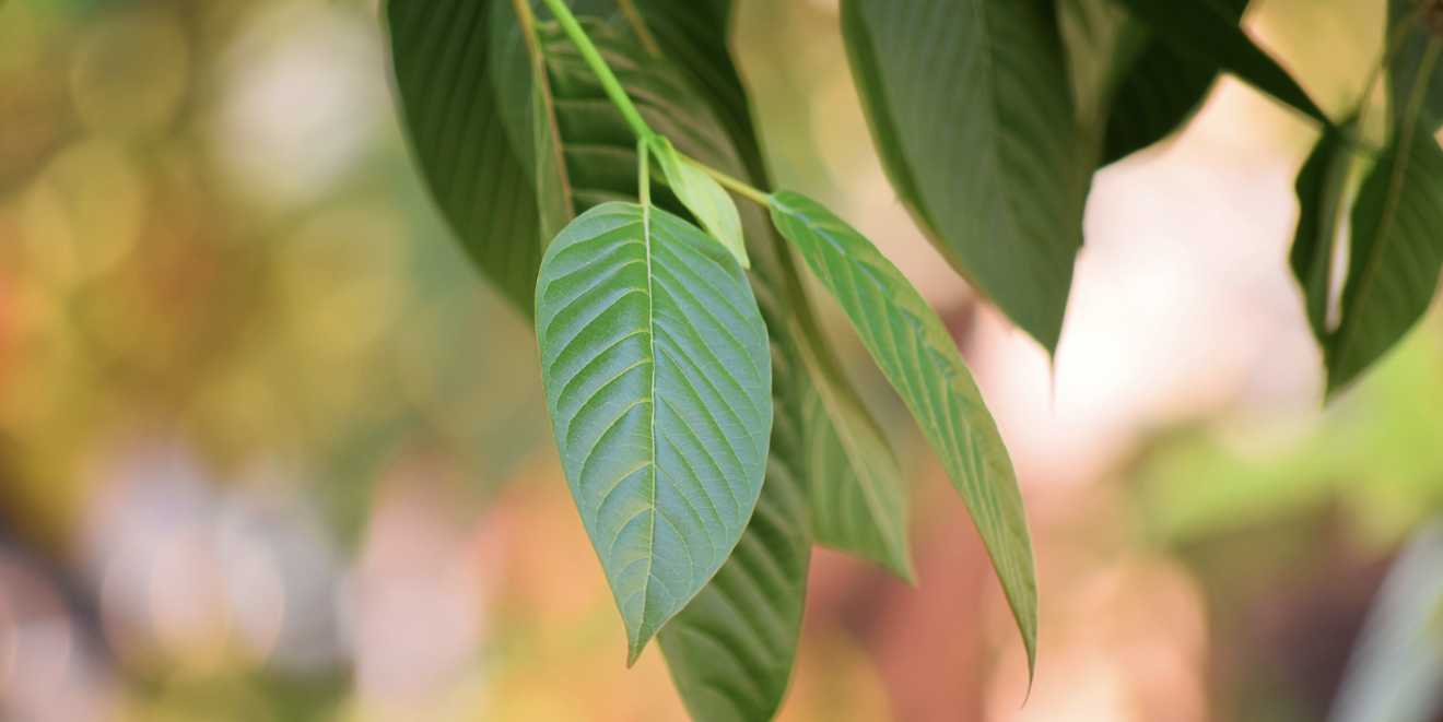 3 zajímavosti o kratomu