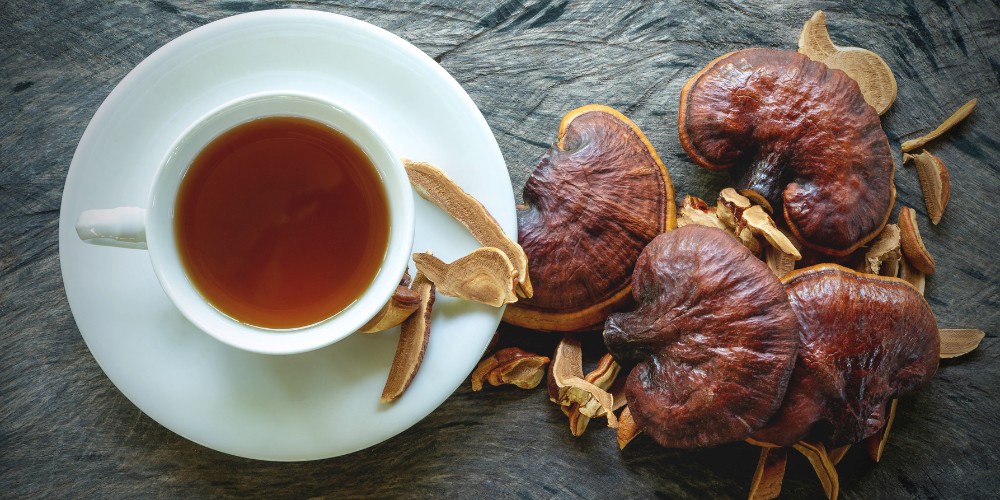 4 medicinální houby, které mění životy – zkušenosti a doporučení