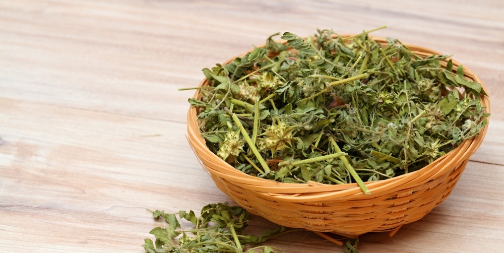 Na co je dobrý kotvičník a proč je tak oblíbený mezi sportovci?