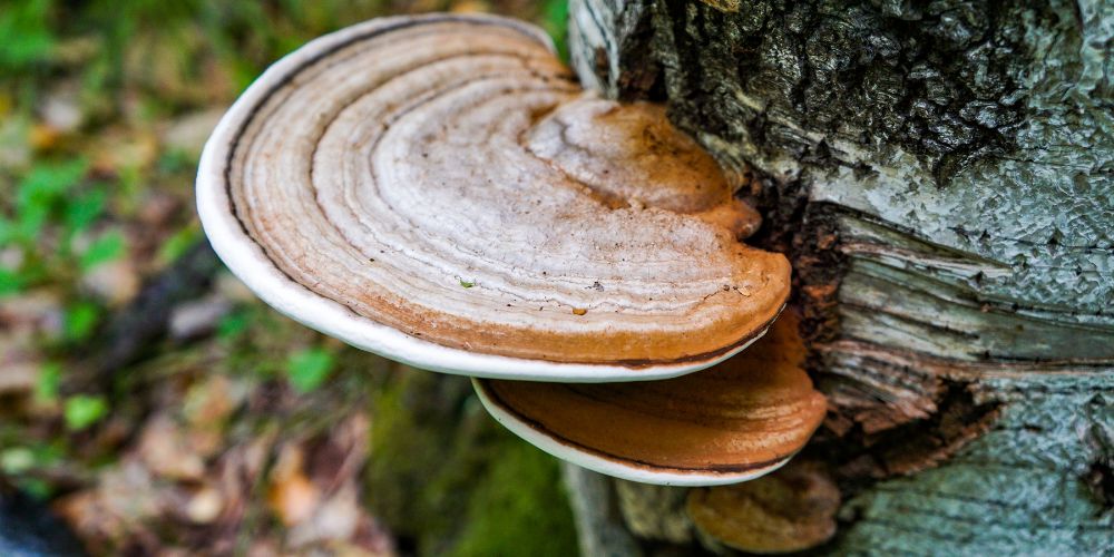 shiitake