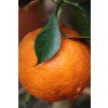 1769 2 petitgrain mandarine11