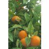 1769 petitgrain mandarine10