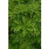 1760 2 pelargonie rosat11