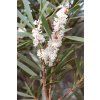 485 2 eukalyptus blahovicnik matovy11