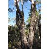 485 eukalyptus blahovicnik matovy10