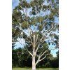 293 2 eucalyptus citriodora11