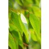 293 eucalyptus citriodora10