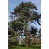 290 cedrus atlantica10