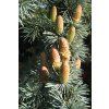 290 2 cedrus atlantica11