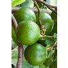 134 bergamot10