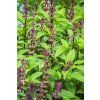 128 2 bazalka exoticka bio 11