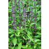 128 bazalka exoticka bio 10
