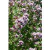 398 dobromysl oregano zahustene10