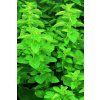 398 2 dobromysl oregano zahustene11