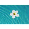 2501 photo water lily dans leau